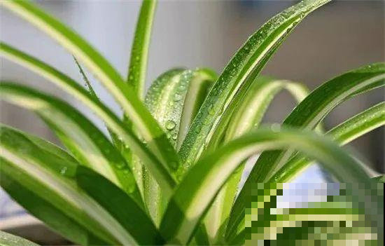 吊兰品种你见过吗？每一种都很好看，你养过几种呢？