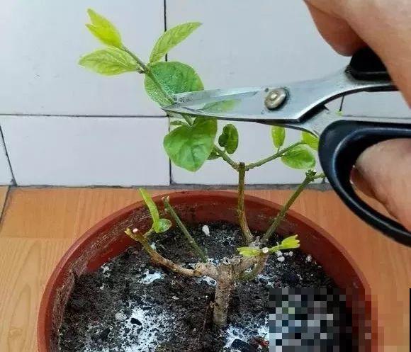 这花剪一茬开一茬，越晒花越多，整个夏天屋里都是香香的！