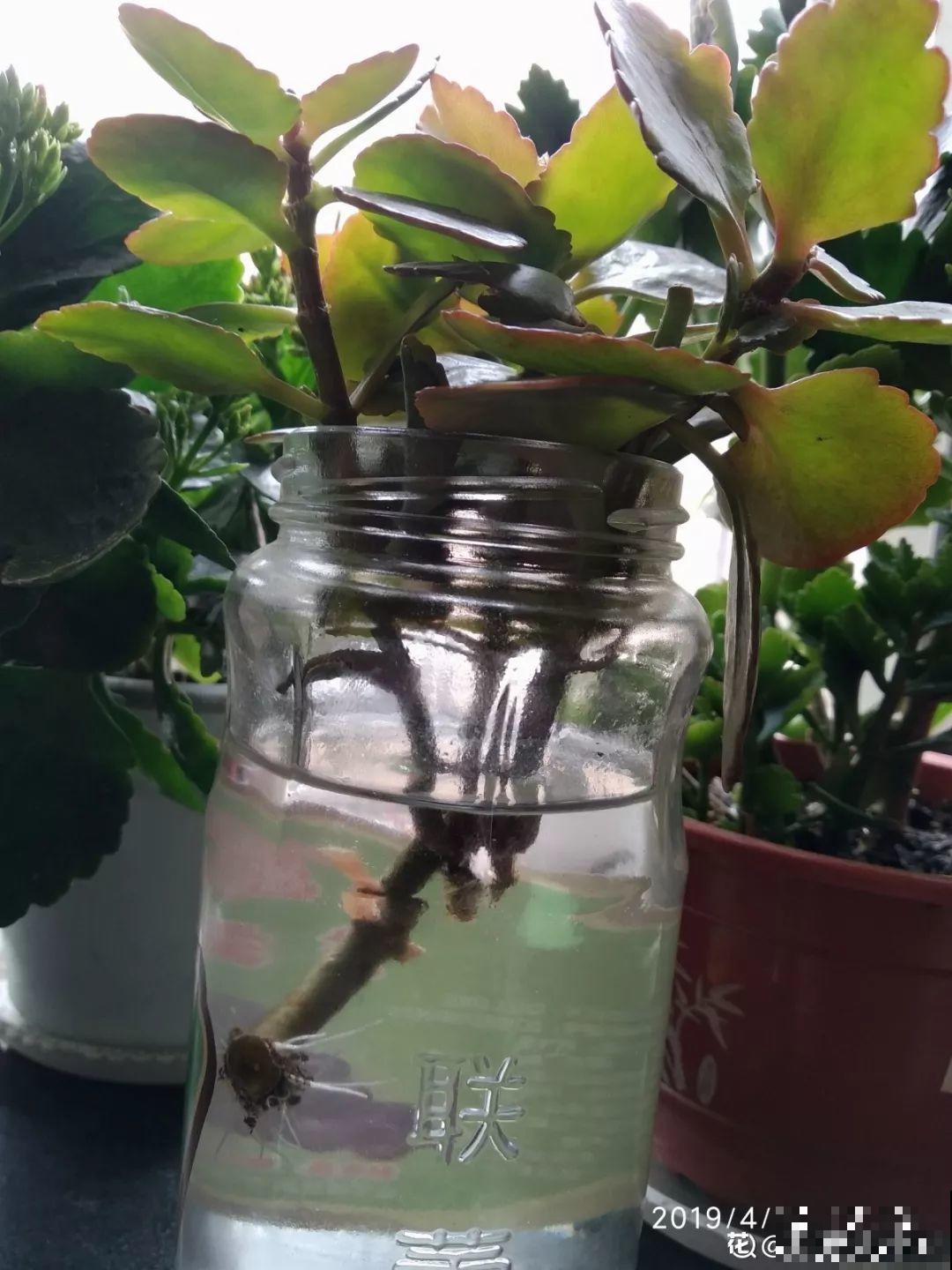 家里有这8种花，现在最容易死，别乱浇水！