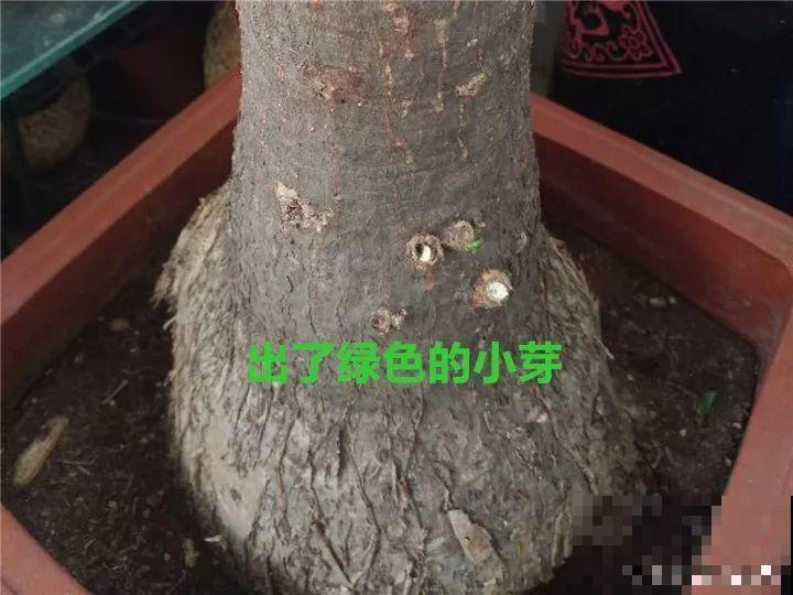 农村必养皮实花，院子里一放，随便长！
