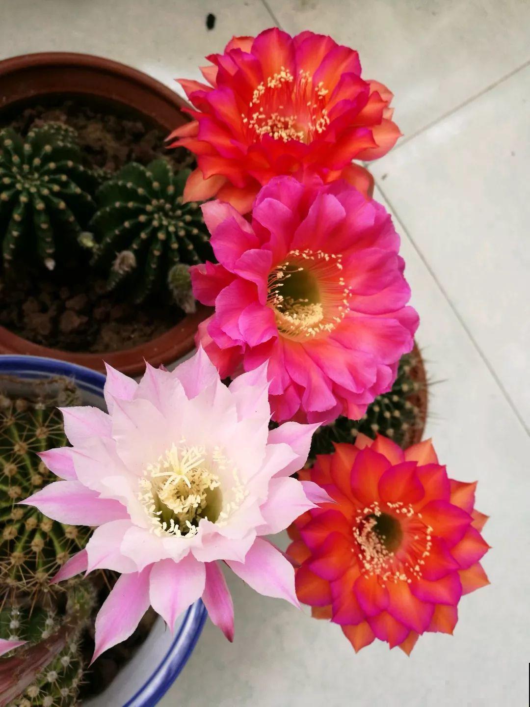 给花砍1刀，10天爆出20个芽，揪下一个，插土里就活！