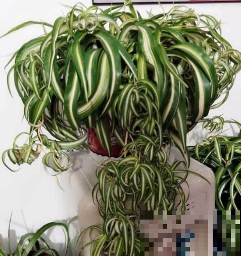 这种吊兰，天天顶着一个泡面头，用点肥满盆都是小吊！