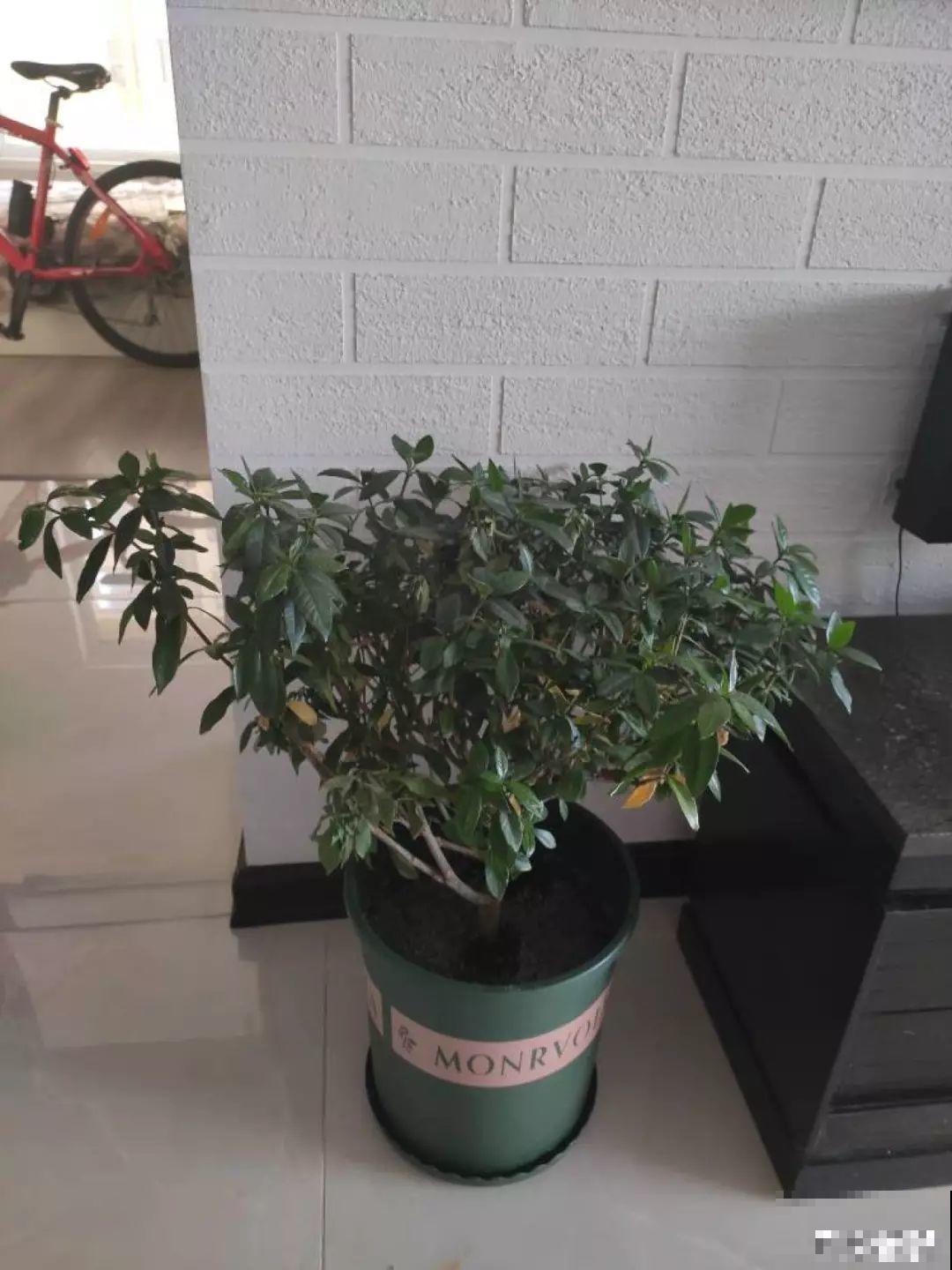 家里有这8种花，现在最容易死，别乱浇水！