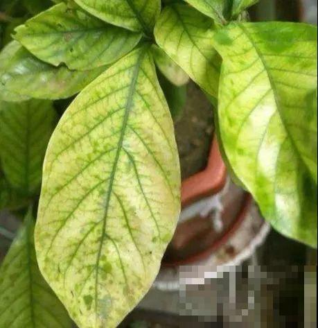 夏天养花黄叶子？赶紧剪一下，10天叶片绿的直滴油！