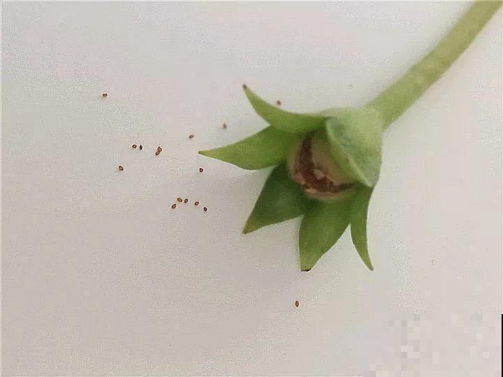 这花超耐阴，1片叶子扦插8盆，开起花来就没停过！