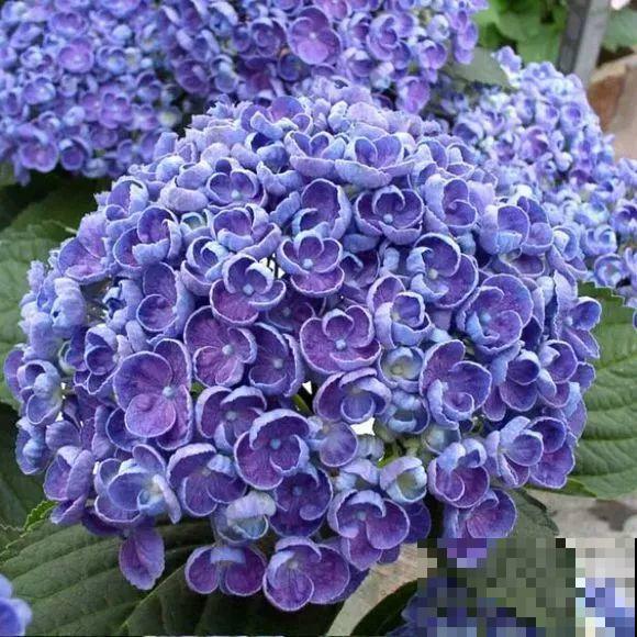 6种大型花，花苞直径20公分，摆家里太大气！