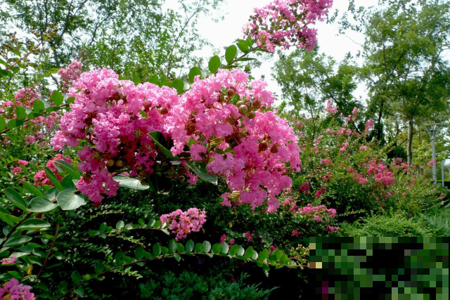 这6种花，都是迎着烈日开放，公园路边经常见！