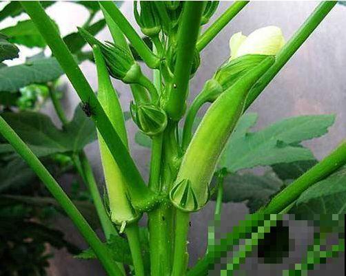 这么种植秋葵，叶子呼呼长，关键还能一茬接一茬的摘！