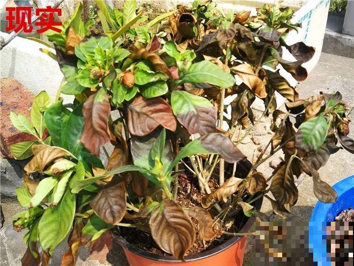这10种花，年年收空盆，没点经验还真不敢养！