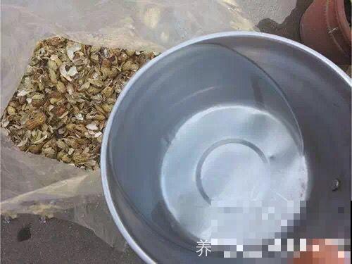 土里加点料，找个袋子捂一捂，秋天给花用了疯长狂开花！