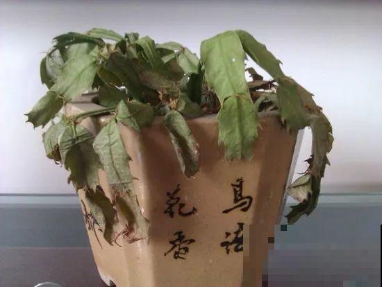 会休眠的12种花，想要安全度夏就别折腾，越浇水死的越快！