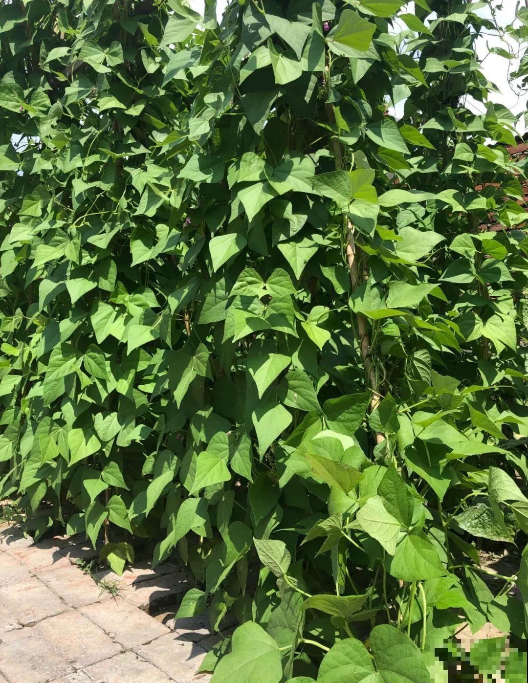 养花种菜，连墙缝都不放过，满墙多肉，羡煞旁人！