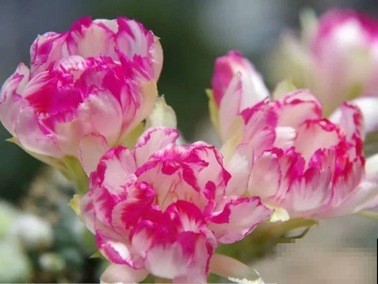 6种大型花，花苞直径20公分，摆家里太大气！