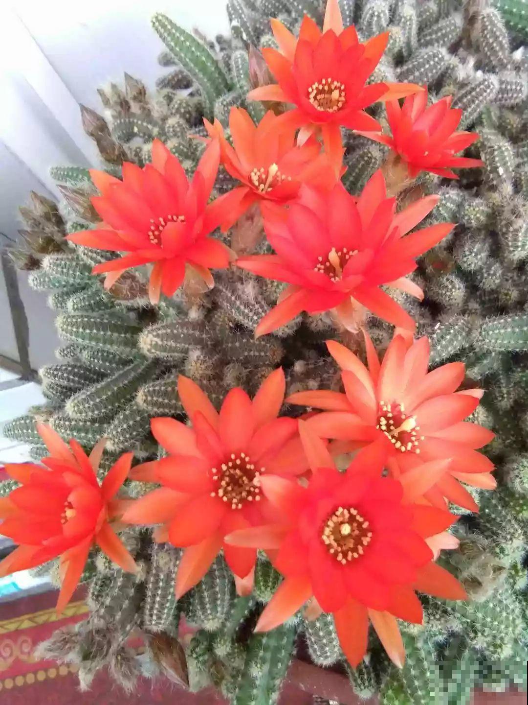她家花盆里爬满了毛毛虫，越晒越开花，比月季还好看！