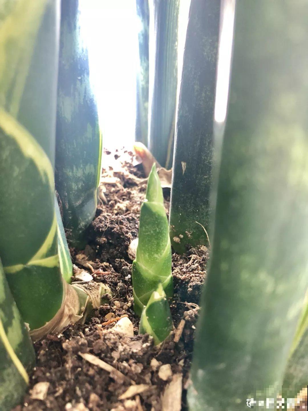 这3种花越是虐待越是长得好，新手也能养！