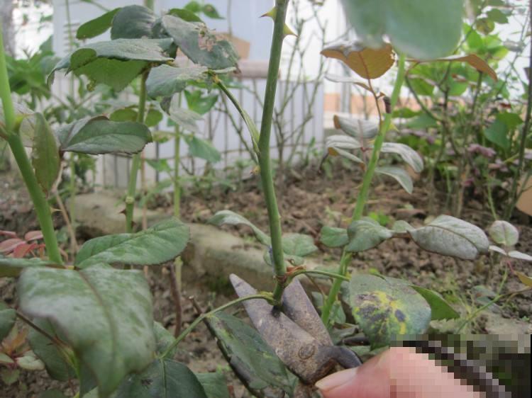 月季剪根枝，一年四季都能活，新手养花不再愁！