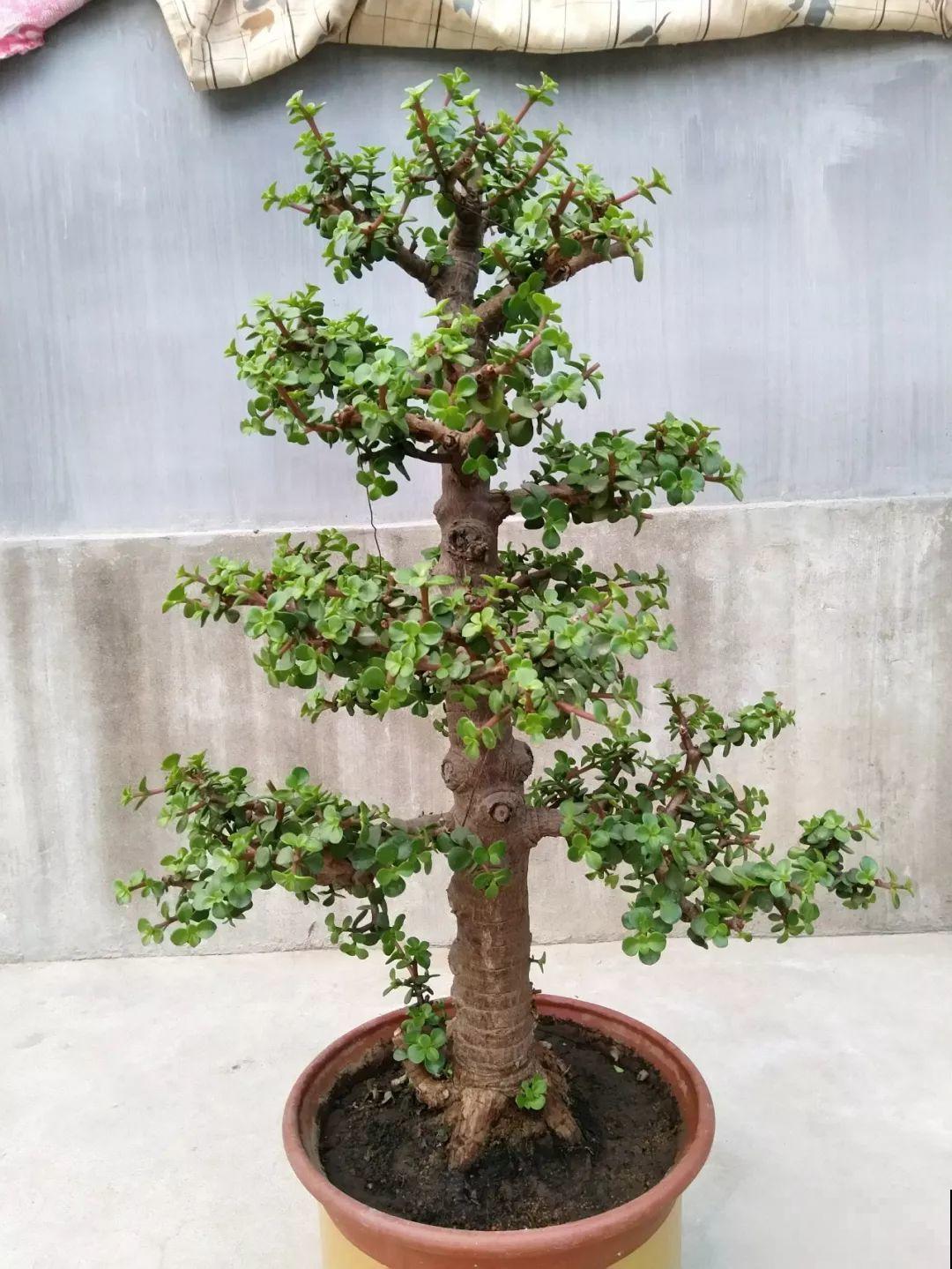 晒不死的花，现在剪1刀开花更猛，嗖嗖长成6层塔，戳屋顶了！