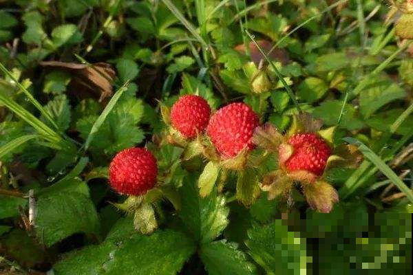 这5种野果，是小时候的“零食”，农村长大的全都吃过！