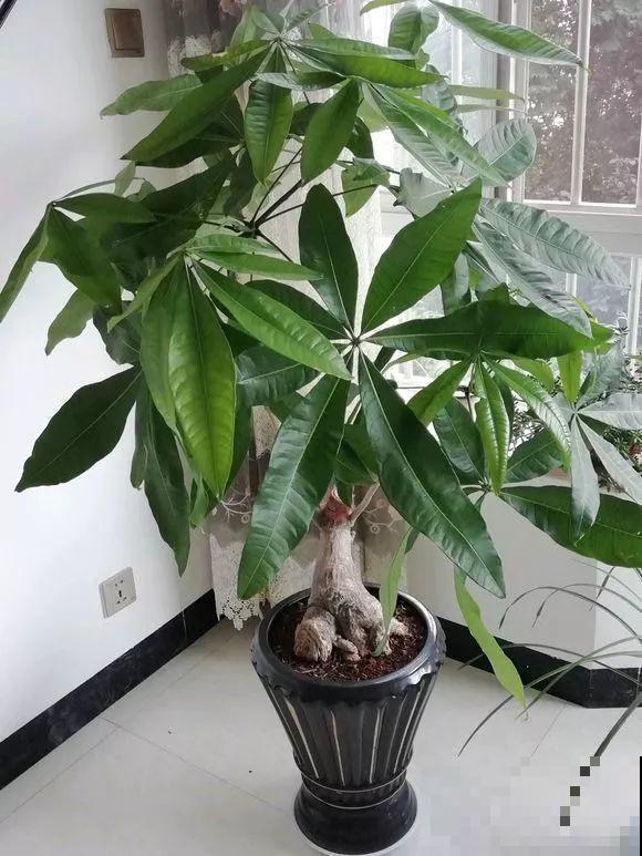 人和花都是相通的，看你养的花，就知道你是什么性格了！