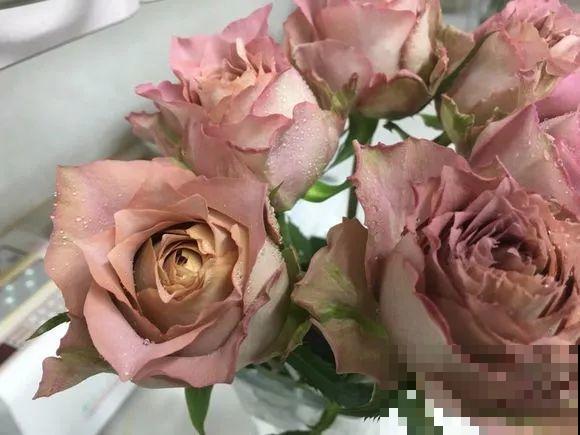 这花一年能开8个月，开完剪，剪完开，养花人都爱它！
