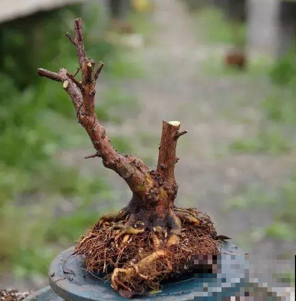 公认难养的花，他花10年时间养成盆景，价值翻倍！