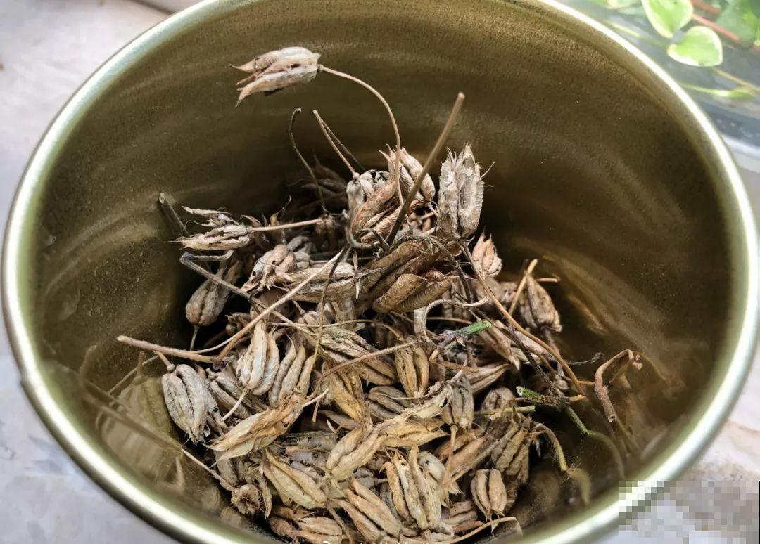 这花开得像是小风铃，一串接一串，好养好看，年年还能结种子！