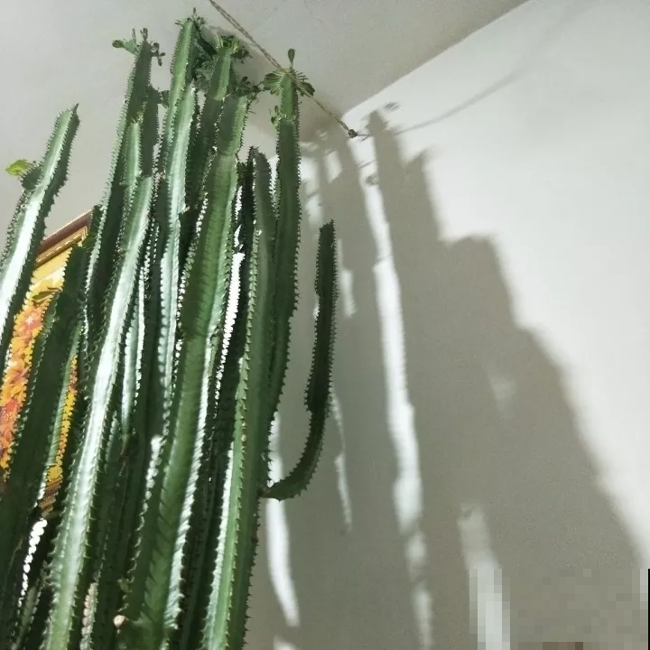 这花可真了不得，随便一养就猛蹿戳屋顶，吓得赶紧搬出去！