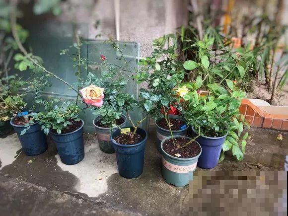 这花最让人操心，一不留神就死翘翘，真想扔了它！