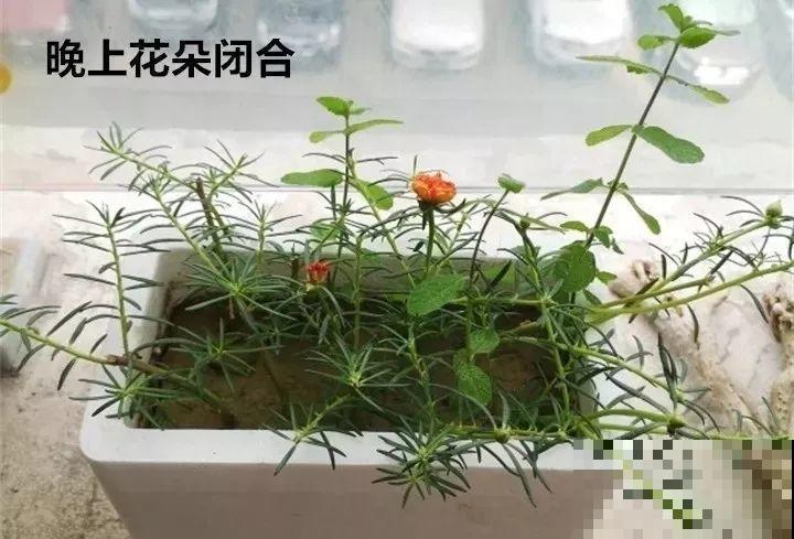 太阳花有枝就能活，越晒花越多，挂起来养还能成瀑布！