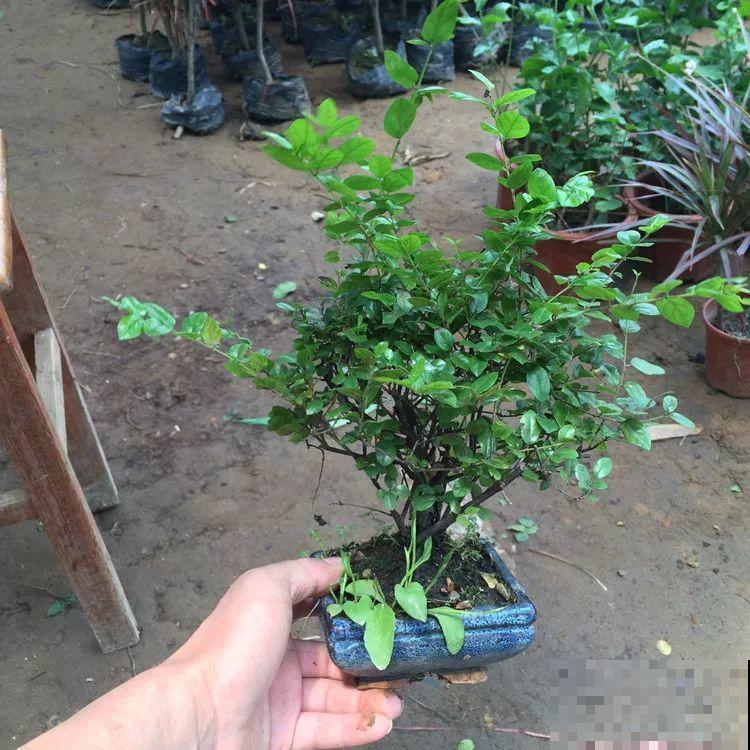 这花巴掌大，盆越小越挤，长得越旺盛！
