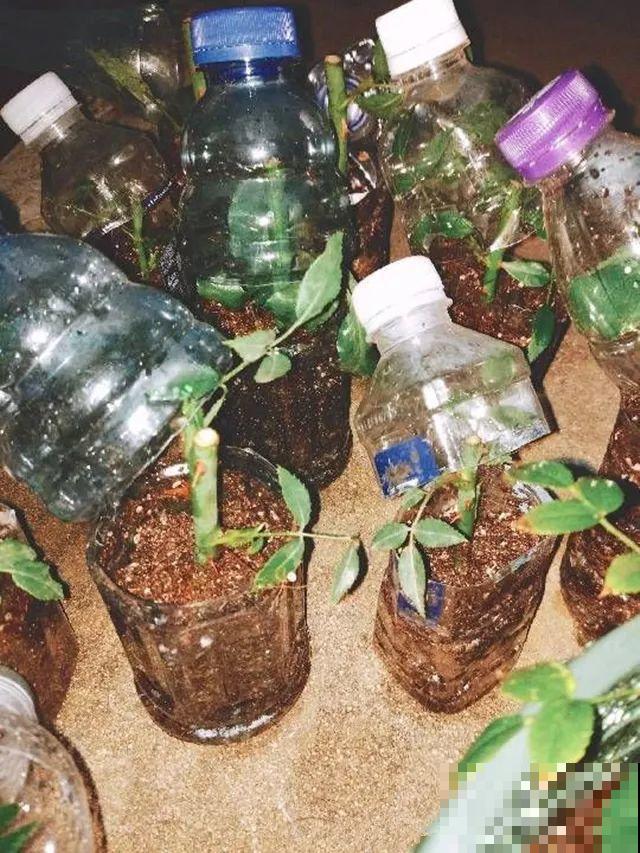 3种花就要现在扦插，越热生根越快，再晚就要等明年了！
