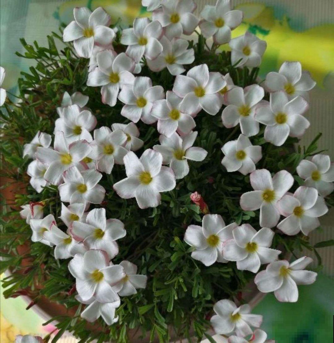 这8种花，都是成片的长，种子撒土里就出芽，只见花不见叶！