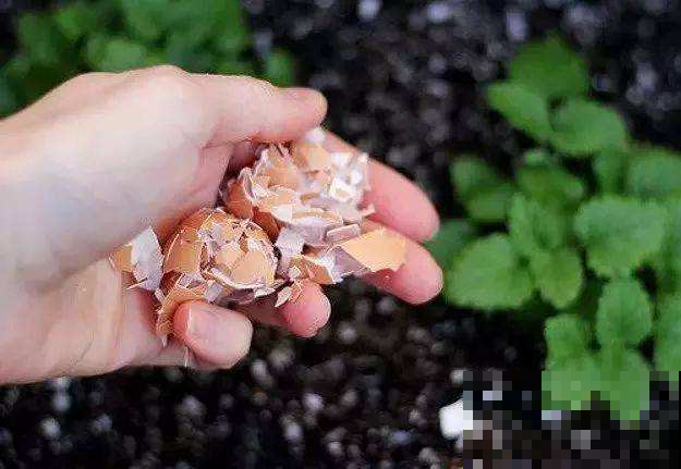 盆栽迟迟不开花，随手扔进俩鸡蛋壳，第二天就窜出一堆花苞！