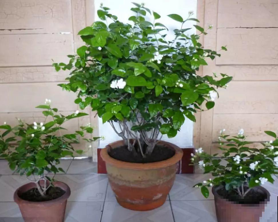 这花剪一茬开一茬，越晒花越多，整个夏天屋里都是香香的！