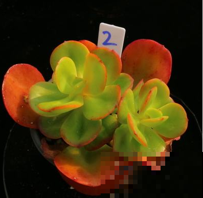 还有巴掌大的红梅？四季盛开红似火，原来是这么回事！