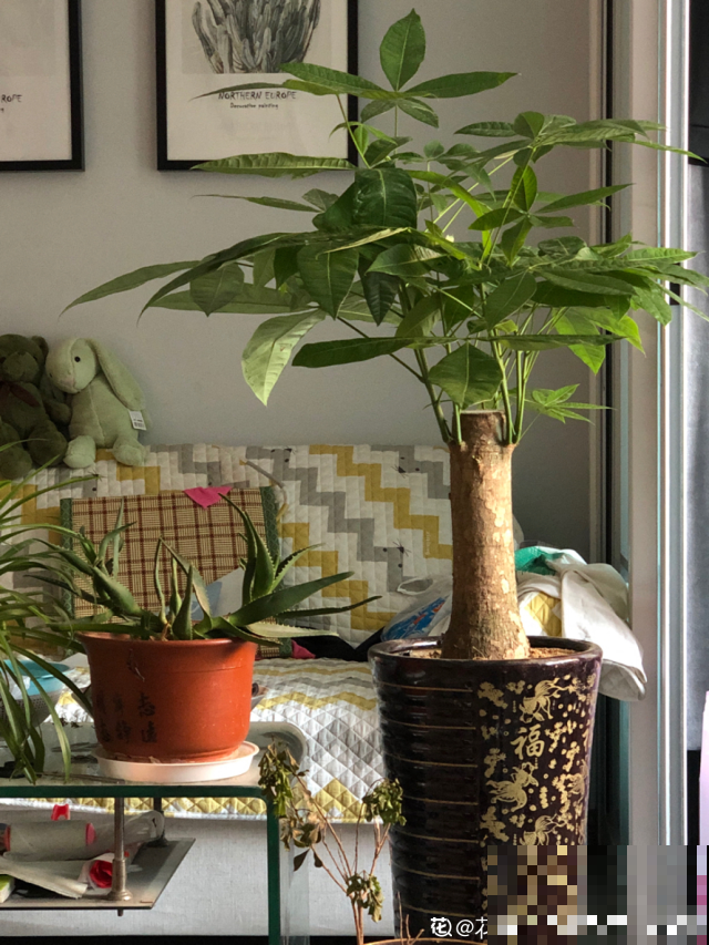 据说土豪富商都在养这植物，镇宅招财保家业，一棵就能聚福纳气