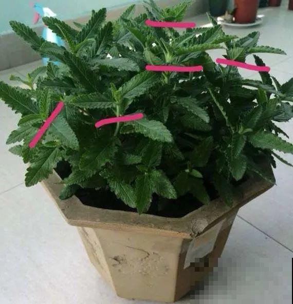 这花一年能开7个月，三伏天也挡不住爆盆，美翻了！