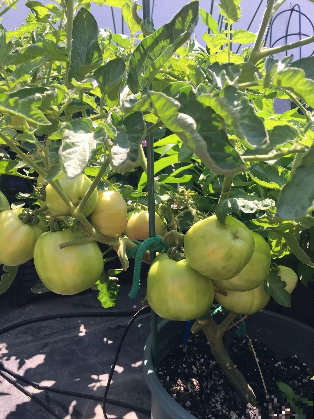 3年时间，她把露台打造成一个花的海洋，每一天都是快乐的！