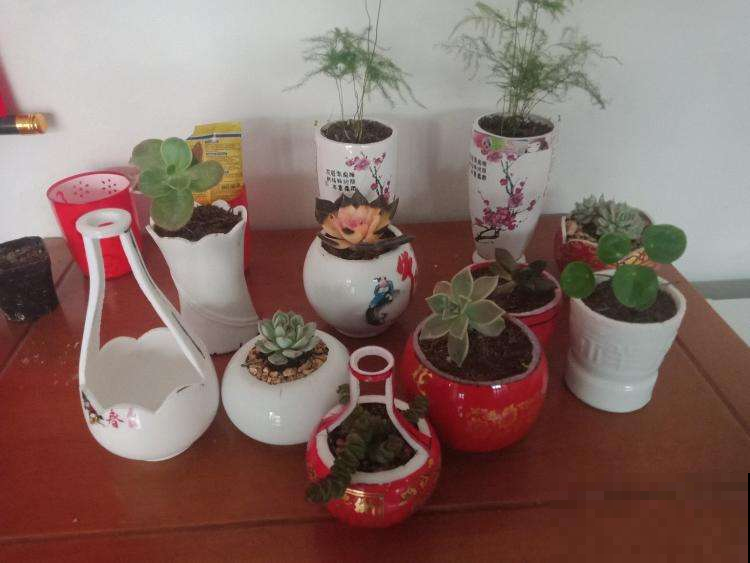 酒瓶子扔了真是傻瓜，这么一弄立马身价蹭蹭长，种花美上天！