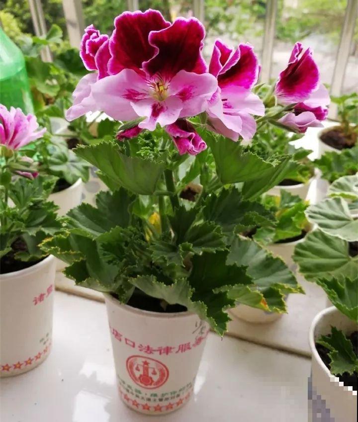 10种花扦插技巧，没事的时候插两盆，多到阳台都放不开！