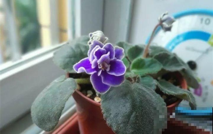 10种花扦插技巧，没事的时候插两盆，多到阳台都放不开！