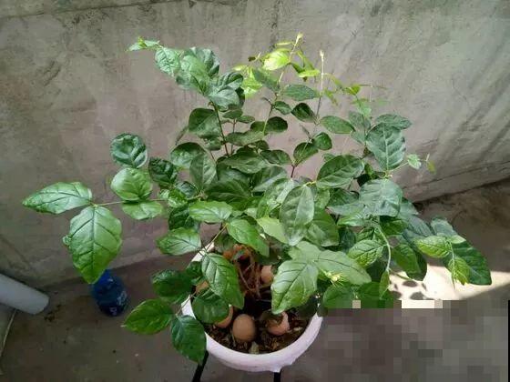 这花剪一茬开一茬，越晒花越多，整个夏天屋里都是香香的！
