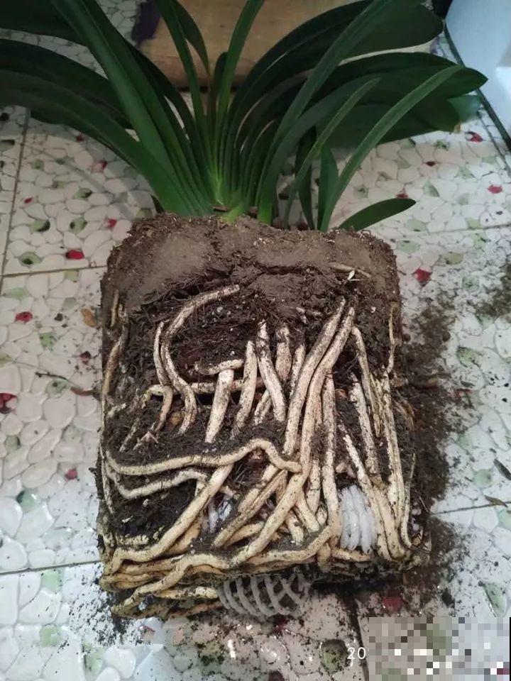 这3种花越是虐待越是长得好，新手也能养！