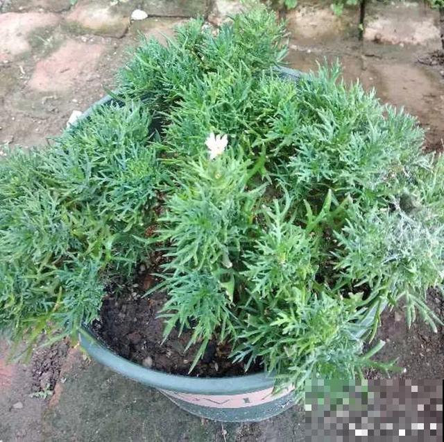 会休眠的12种花，想要安全度夏就别折腾，越浇水死的越快！