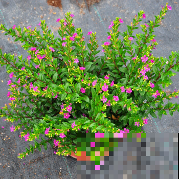 这花偏偏喜欢湿热，一茬接一茬的开，第一眼还以为是满天星！