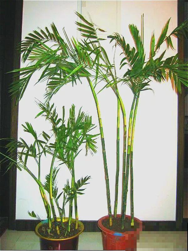 这么贵的花，路边扔了一大堆，丢人也要捡！