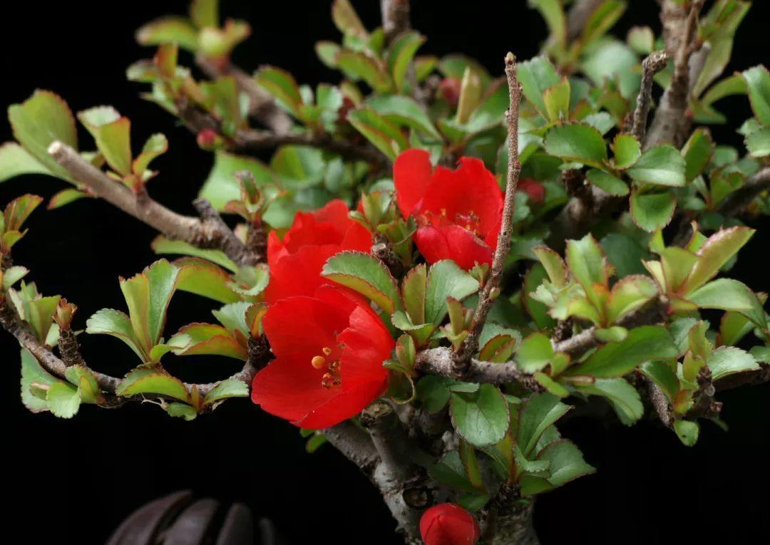 公认难养的花，他花10年时间养成盆景，价值翻倍！