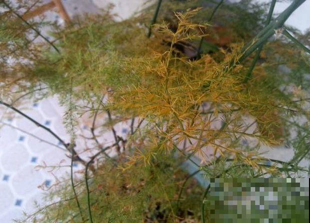 能爬10米高的花，夏天变成绿瀑布，看着就凉快！