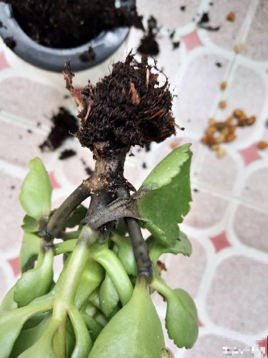 家里有这8种花，现在最容易死，别乱浇水！