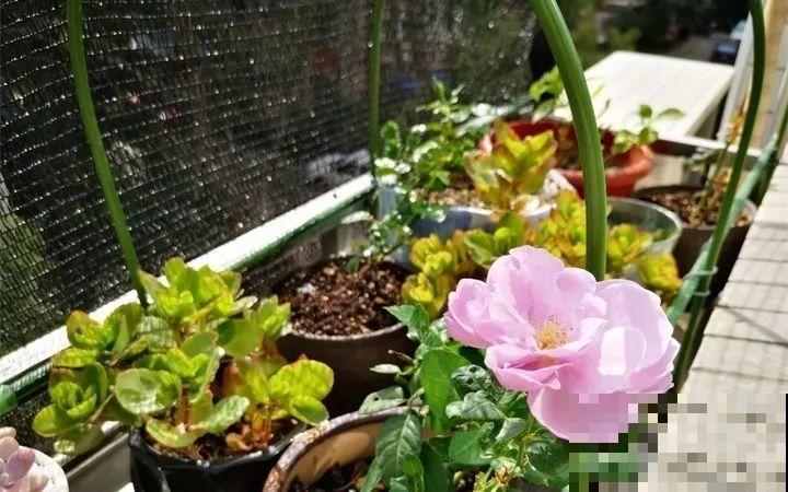 夏天养长寿，这4个雷区不能踩，不然3天就死光！